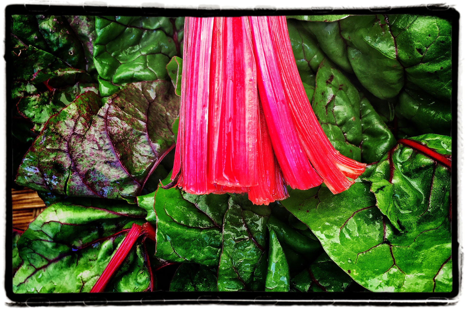 Farmers Market